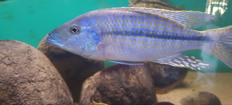 Dimidiochromis kiwinge